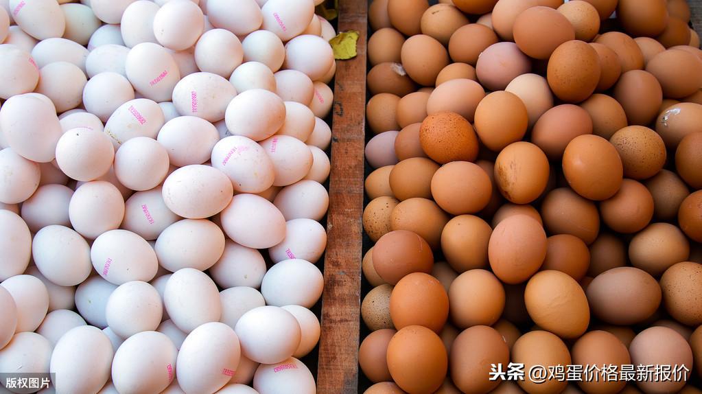 最新雞蛋價格今日行情報告，今日雞蛋價格更新