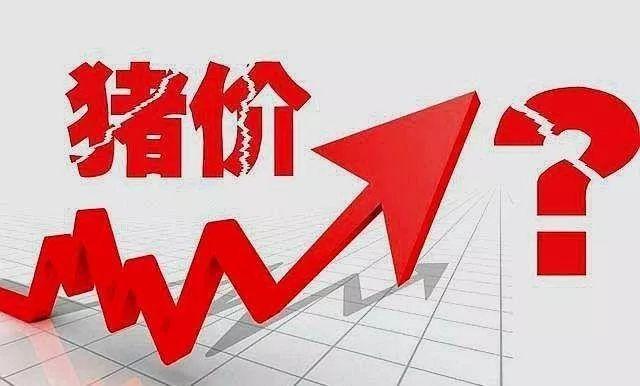 今日羊價(jià)最新預(yù)測(cè)走勢(shì),今日羊價(jià)最新預(yù)測(cè)走勢(shì)——羊市上的溫情故事