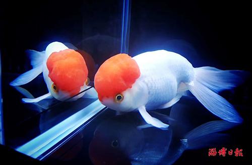 福州蘭壽金魚最新視頻,福州蘭壽金魚最新視頻，觀賞與培育的雙向探討