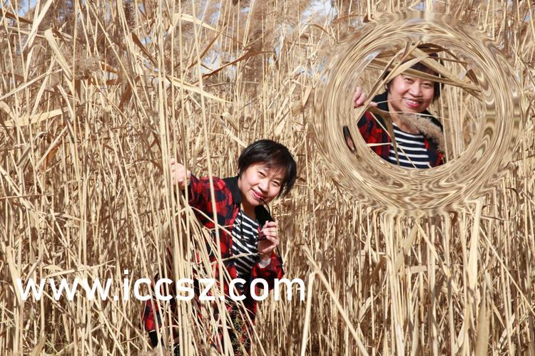 關(guān)于最新倫理片琪琪網(wǎng)的探討，倫理、道德與法律的交織問題