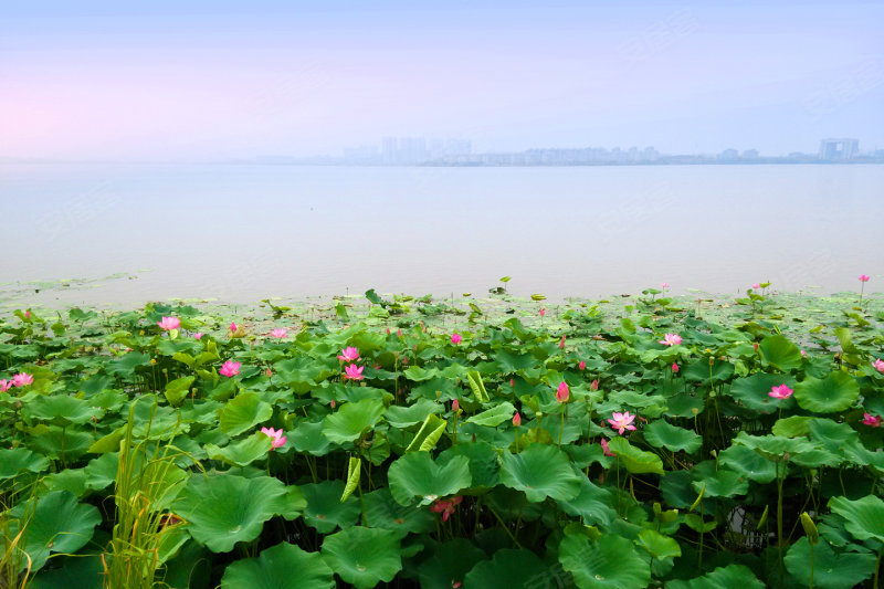 楚天都市沁園最新動(dòng)態(tài)，鄰里間的溫馨日常揭秘