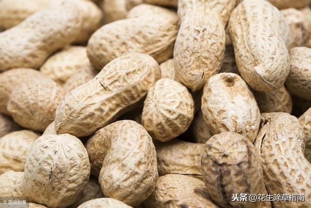 廣西花生米最新價格行情，市場走勢、影響因素及購買指南全解析