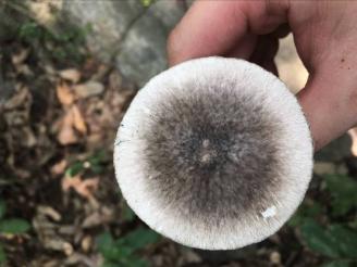 最新蘑菇視頻，探索熱門趨勢與精彩內(nèi)容的視覺盛宴