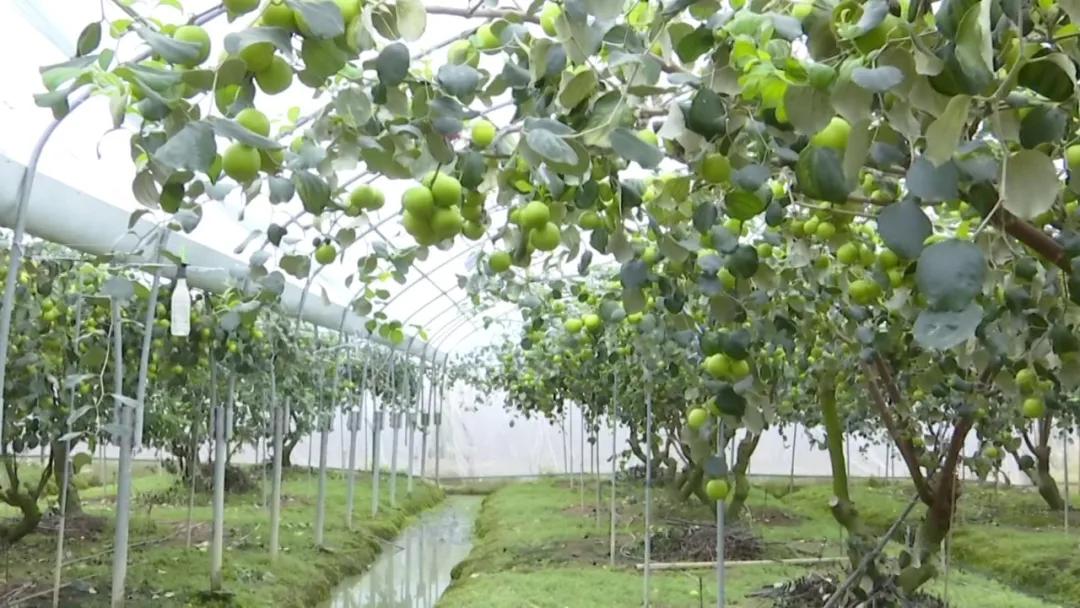 蘋果最新動態(tài)揭秘，小巷深處的神秘樂園