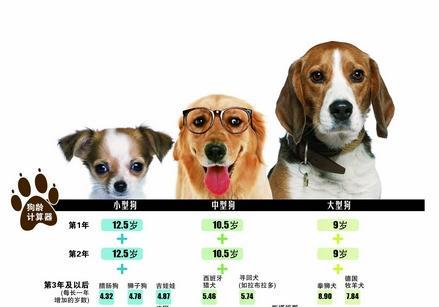 揭秘狗狗壽命，最新狗年齡全解析??