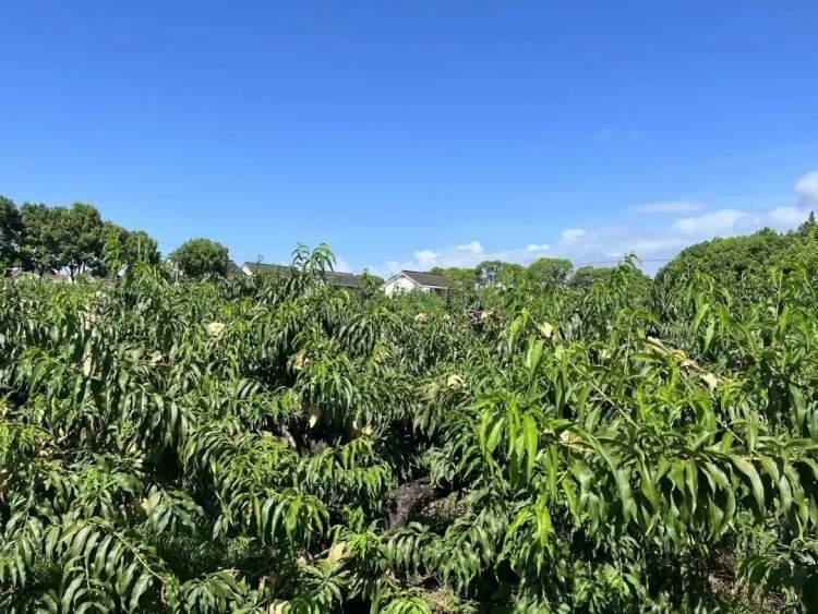桃上市嘗鮮季節(jié)來(lái)襲！????