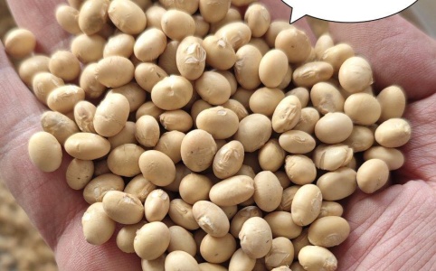 湖北黃豆最新價(jià)格行情，科技引領(lǐng)，黃豆新紀(jì)元開啟