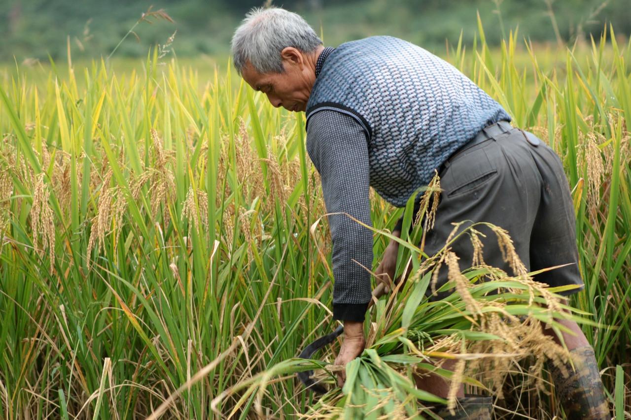 朝陽谷子價(jià)格最新行情深度解析