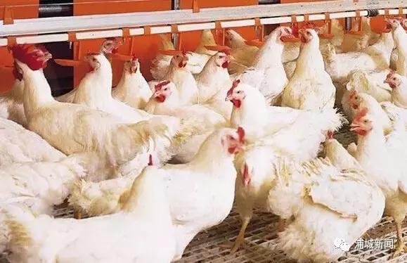 最新招募肉雞飼養(yǎng)員，開啟溫馨農(nóng)場之旅
