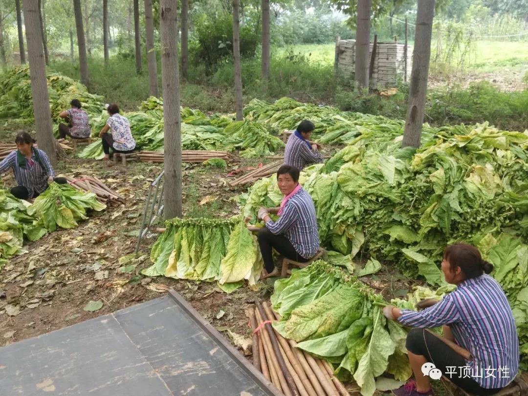 平頂山郟縣最新招工信息，科技智造，未來職場新篇章！