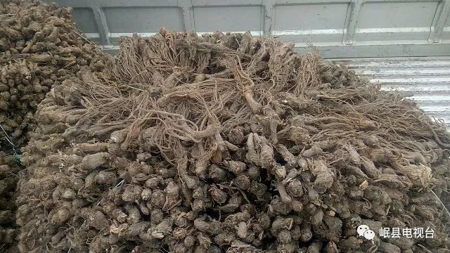 川芎最新科技產(chǎn)品介紹，科技與生活的完美融合
