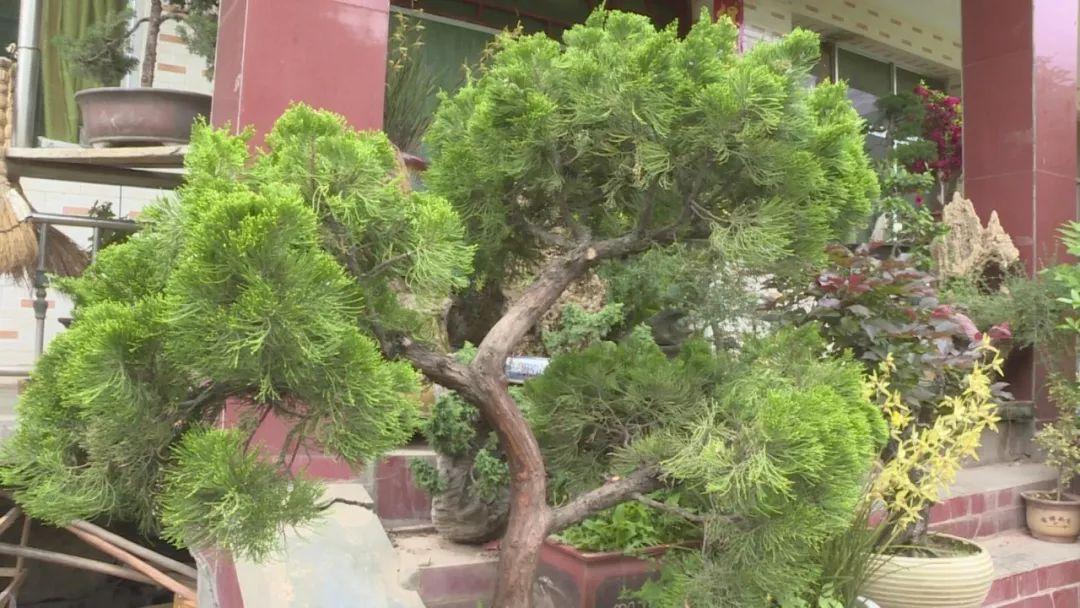 最新映山紅求購,最新映山紅求購，學(xué)習(xí)變化，綻放自信與成就之花