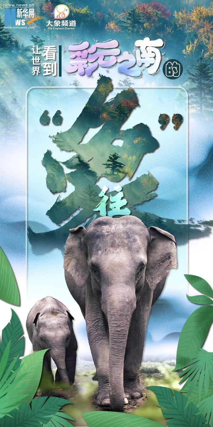 象游游最新現(xiàn)象，深度解析與觀點闡述